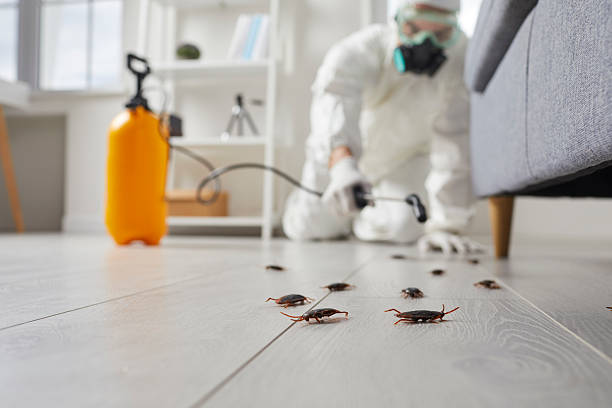 Post-Treatment Bed Bug Interceptor Monitoring in Winnsboro